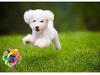 Colorful Bell Woven Toy Popular Dog Bite Resistant  Rubber Pet Chewing Playing Fetching Nice Ball Products