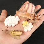 Montessori Animal and Plant Life Cycle Biology Model Toy Set