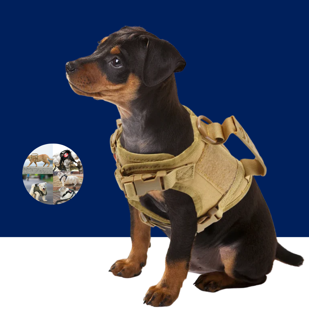 Tactical Puppy Harness Leash Set – Adjustable Military-Style Vest for Small Dogs & Cats, Ideal for Training & Walking