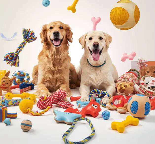 Two dogs surrounded by various dog toys on a white background